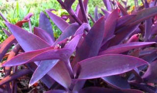 紫竹梅的养殖方法和注意事项（紫竹梅的养殖方法和注意事项小苗捻了图片）