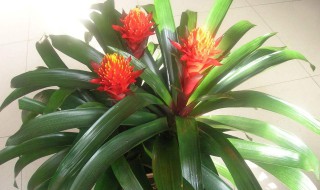 凤梨花的养殖方法和注意事项（凤梨花的养殖方法和注意事项空气）