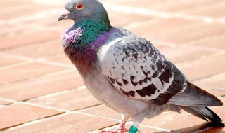 养鸽子的方法 养鸽子的方法和技术