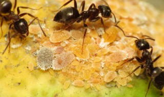 灭蚂蚁最有效的方法 灭蚂蚁最有效的方法是什么