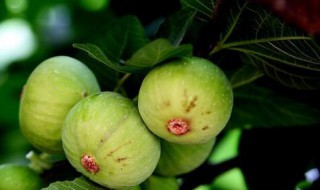 无花果树怎么种植方法 无花果树怎么种植方法图片大全