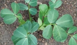 怎样种花生 怎样种花生全过程