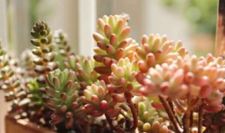 多肉怎么养得好 多肉怎么养得好看又好养