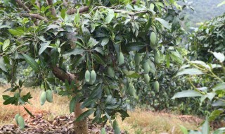 芒果种子盆栽种植方法 芒果种子盆栽种植方法用什么土