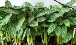 竹芋的养殖方法（飞羽竹芋的养殖方法）