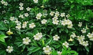 非洲茉莉的养殖方法和注意事项 非洲茉莉的养殖方法和注意事项视频