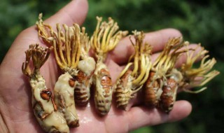 蝉花的食用方法（蝉花的食用方法一次吃多少）