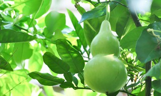 干葫芦籽怎么种植方法（干葫芦籽怎么种植方法图解）