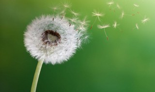 传播种子的方法有哪些（植物妈妈传播种子的方法有哪些）