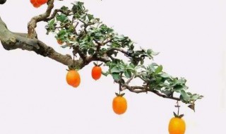 金弹子嫁接时间和嫁接方法 金弹子嫁接时间和嫁接方法图片