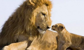 狮子座男生性格 狮子座男生性格脾气特点和缺点