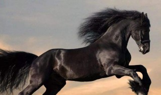 属马2021年运势及运程 属马2021年运势及运程详解每月