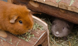 老鼠和什么生肖最配（老鼠和什么生肖最配最合适）