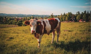 2021年属牛几月出生好 2021年属牛几月出生好男孩儿