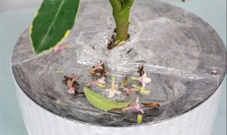 金边瑞香的养殖方法和注意事项（金边瑞香的养殖方法和注意事项怎样修剪）