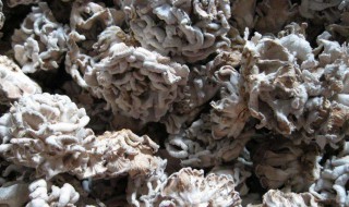 雪莲菌的功效与作用及食用方法 雪莲菌泡牛奶可以长期喝吗