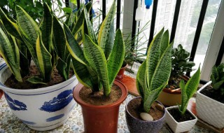 金边虎皮兰的养殖方法和注意事项 金边虎皮兰的养殖方法和注意事项大全