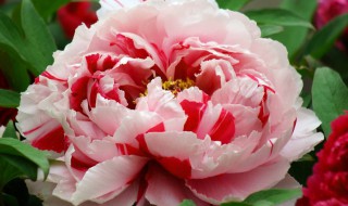 花中之王指的是什么花（花中之王指的是什么花一）