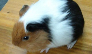 豚鼠饲养方法 豚鼠的饲养方法