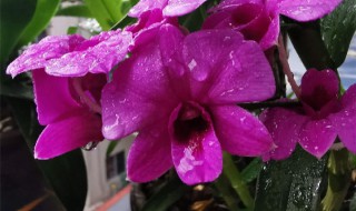 石斛兰的养殖方法 石斛兰的养殖方法和注意事项 盆栽