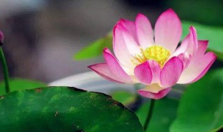 令箭荷花的养殖方法和注意事项（鱼骨令箭荷花的养殖方法和注意事项）