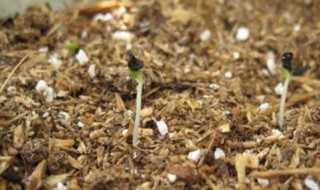 康乃馨种子的种植方法（康乃馨种子的种植方法和注意事项）