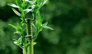 富贵竹水养技巧 富贵竹水养技巧水位