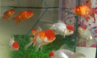 鱼缸水发黄的解决办法 鱼缸水发黄的解决办法 沉木