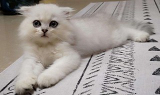 驱赶猫长期有效好办法（室内驱赶猫长期有效好办法）