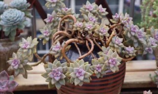 种植多肉的方法 种植多肉的方法PPT幼儿园