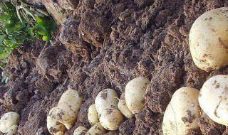 收获土豆的方法 收获土豆的方法有哪些