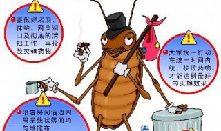 灭蟑螂最好办法（灭蟑螂最好办法小苏打怎么用）