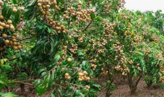 种龙眼树的方法 种龙眼树需要什么步骤