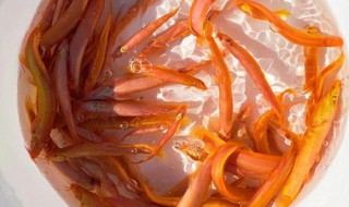 养黄金泥鳅的方法（养黄金泥鳅的方法和技术）