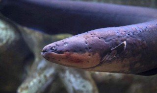 电鳗的繁衍方法（电鳗的繁衍方法是什么）