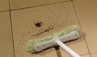 去除小蜘蛛的方法 如何去除小蜘蛛