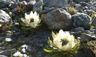 雪莲花的栽培方法 雪莲花的栽培方法有哪些