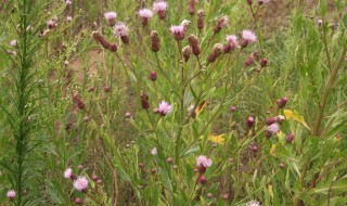 藿香蓟的养护方法 藿香蓟怎么养