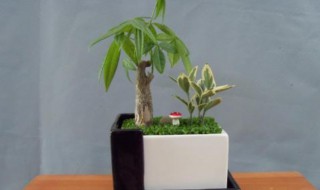 发财树的养植方法（发财树的养植方法和注意事项视频）