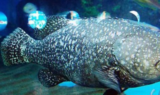 斑鱼的饲养方法（斑鱼怎样养殖）