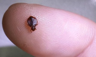 除臭虫的最快方法（除臭虫最有效方法）