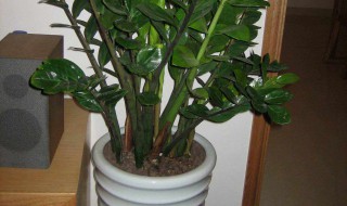 金钱榆的养护方法 金钱榆的养护方法与管理