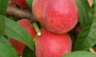 挑小毛桃的方法 毛桃怎么选好吃