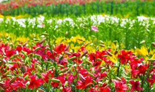 百合花种植 百合花种植时间与方法