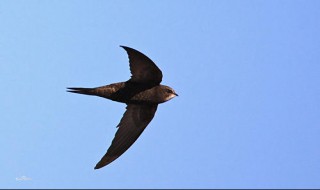 世界上飞的最快的鸟是什么鸟 世界上飞的最快的鸟是谁