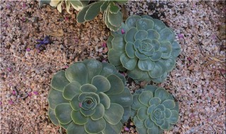 纯沙子养多肉 纯沙子养多肉的好处