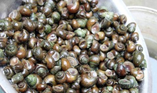 如何清洗螺蛳 如何清洗螺蛳外壳