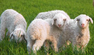 刚剪下的羊毛如何清洗（剪下来的羊毛）