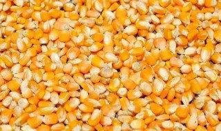 老玉米窝料制作方法 老玉米窝料制作方法用什么酒曲发酵