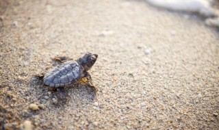 乌龟水臭怎么处理 乌龟水臭怎么处理最好